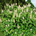 Aesculus parviflora